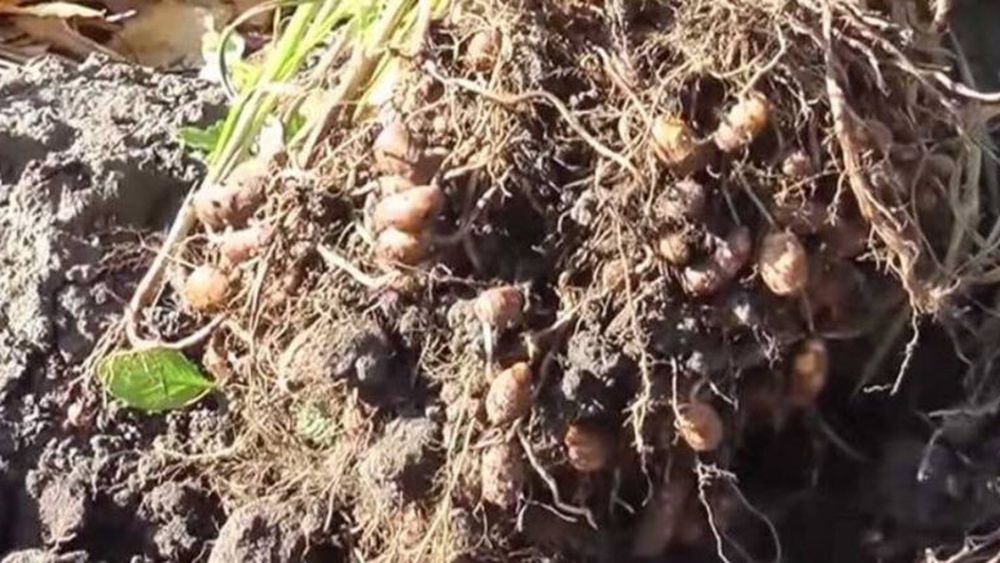 Migdale de pământ, plantate în Parcul Crâng din Buzău. Sunt mai dulci ca alunele și rezistă bine la secetă