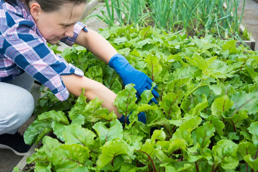 permacultură - grădinărit - plante perene - grădină de acasă - economii - alimente - fructe de pădure - plante aromatice - sustenabilitate - agricultură