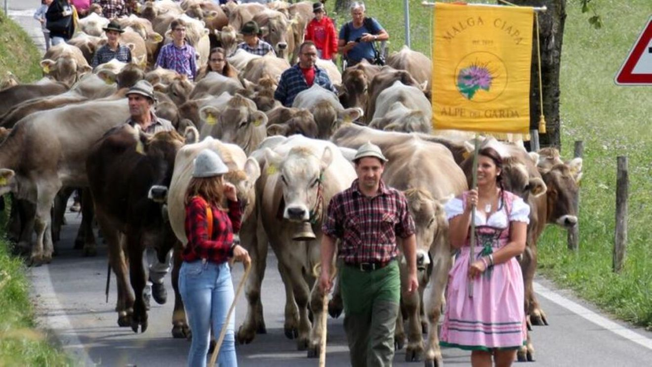 Transhumanța vitelor în Italia, un obicei care se păstrează de milenii. În zonele alpine, vacile urcă de primăvara până toamna la pășunile de pe versanții montani