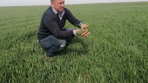 Agricultura în Dobrogea: fermierul Mircea Chipăilă a renunțat să cultive legume și porumb, din cauza schimbărilor climatice și a lipsei apei pentru irigații
