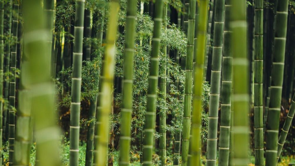 Care sunt cele mai profitabile culturi agricole în Italia. Bambusul și cânepa textilă, pe val