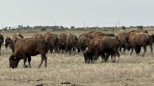 Bizonii din Bordeasca Veche: „Or fi adevărați? În țara Mioriței?” / Fermierul Răzvan Avram crește aproape 80 de animale și vinde exemplare mature pe piața din Austria