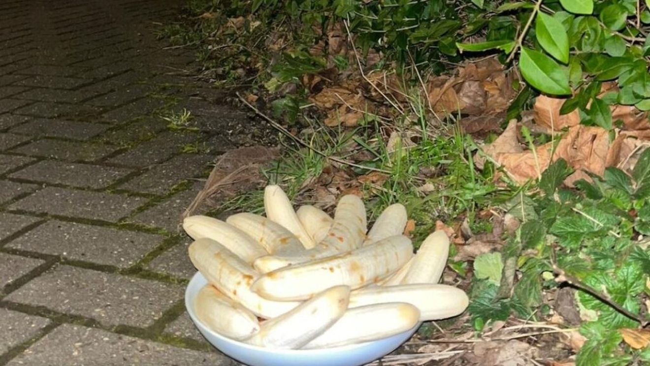 Misterul farfuriilor cu mai multe banane curățate de coajă lăsate la colțul străzii, în Marea Britanie