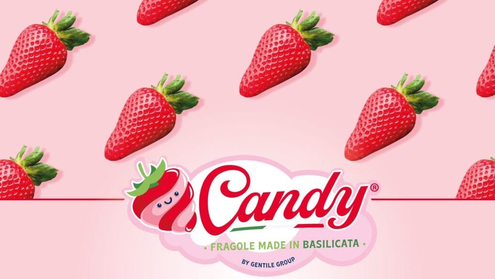 Căpșune de lux: ambalate în cutii care imită pe cele cu bomboane, fructele aduc fermierilor italieni câștiguri de peste 150.000 de euro pe hectar