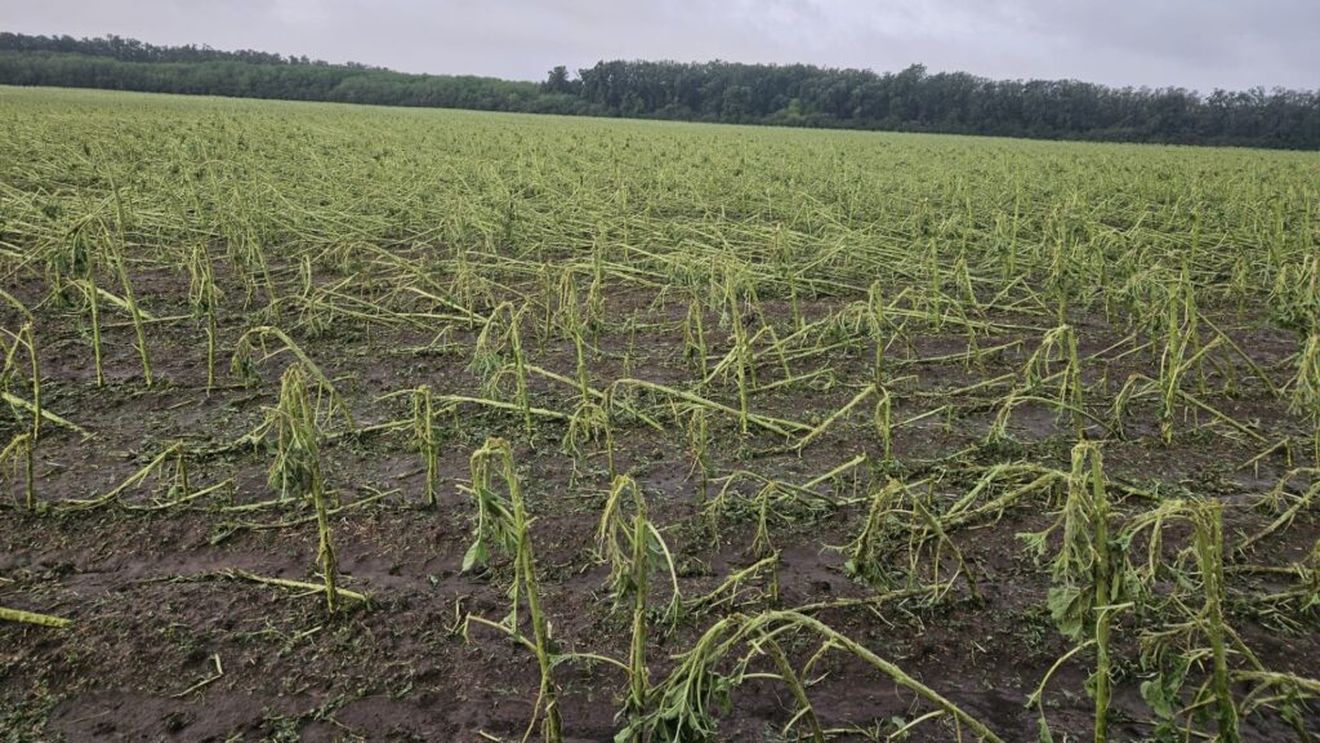Imaginile dezastrului: Culturi agricole distruse de vijelie și grindină în județul Călărași/Fermierii, îndemnați să notifice primăriile despre pagubele din teren
