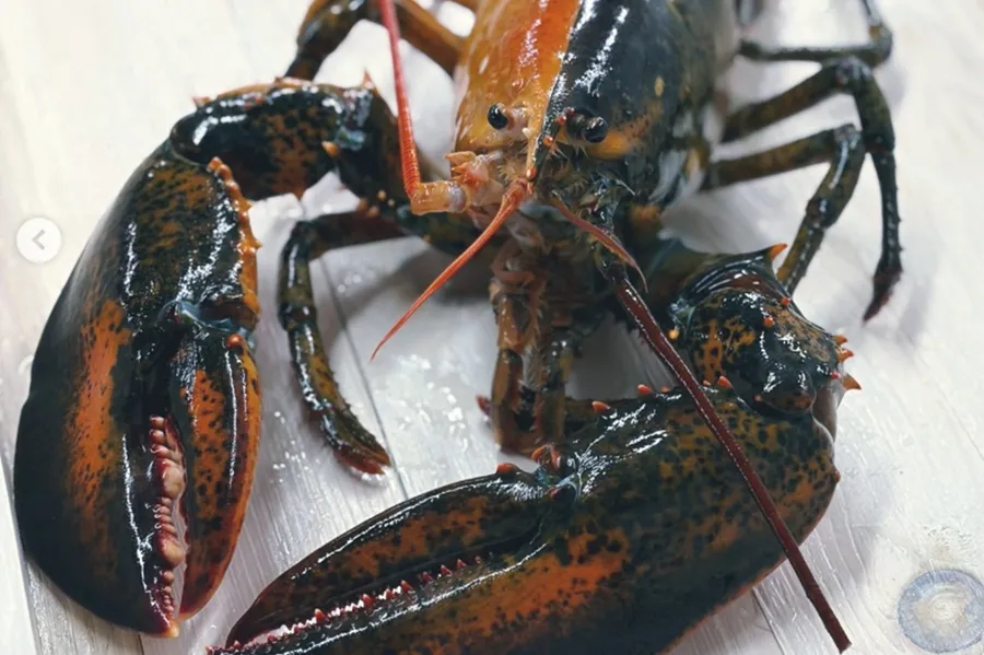 Homar-cu-două-culori
