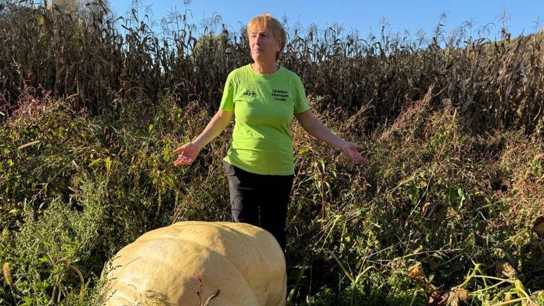 FOTO-VIDEO | Au adus câteva semințe din Spania și au ajuns să crească dovleci de 200 de kilograme / Soții Mureșan cultivă dovleci care nu pot fi ridicați de patru oameni și vor să vândă semințele online