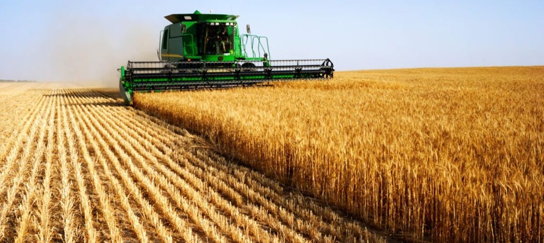 Franța riscă cea mai slabă recoltă de porumb din ultimii 50 de ani. Seceta și valurile de căldură reduc drastic producția