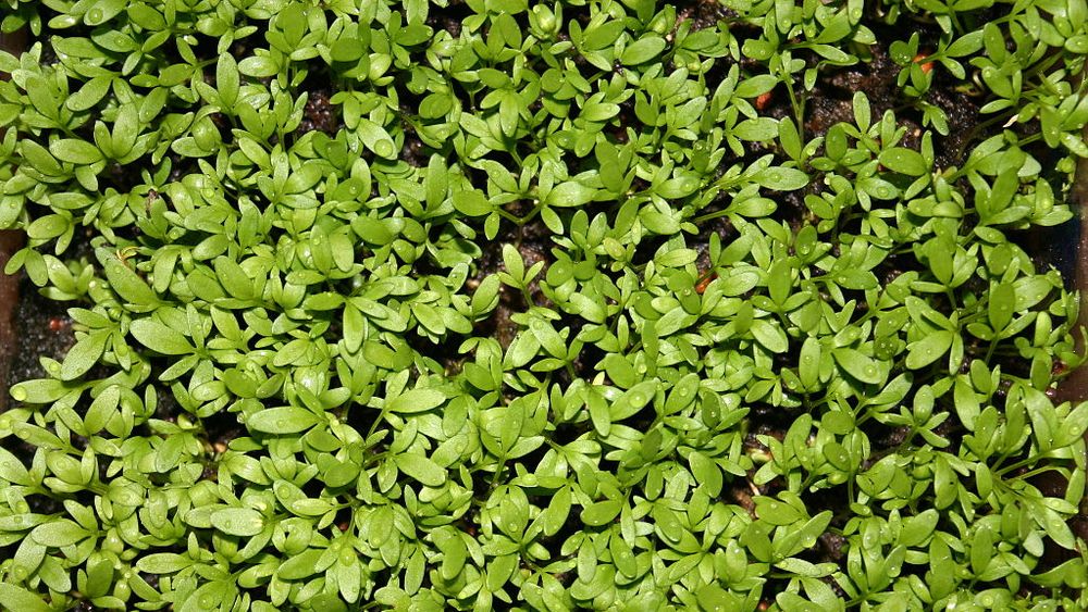 Cresonul, leguma care nu poate fi consumată decât proaspătă