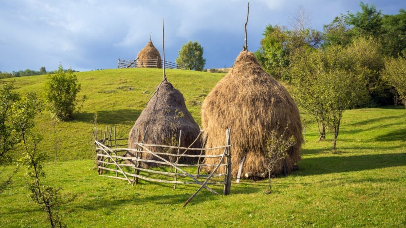 Ultimele căpițe de fân / Un obicei străvechi românesc dispare sub presiunea modernizării / Căpițele cu fân din mediu rural, hrană pentru animale pe timpul iernii, au un rol esențial în menținerea biodiversității, atrage atenția presa britanică