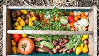 7 legume și plante aromatice pe care e mai ieftin să le cultivi acasă decât să le cumperi / Ce culturi îți pot reduce cheltuielile la supermarket
