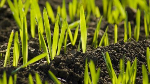 Umiditate optimă în sol, pentru grâul de toamnă / Perspective favorabile pentru agricultură