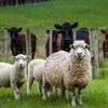 Alertă sanitară în Mureș: Aproape 700 de oi au fost sacrificate din cauza variolei ovine
