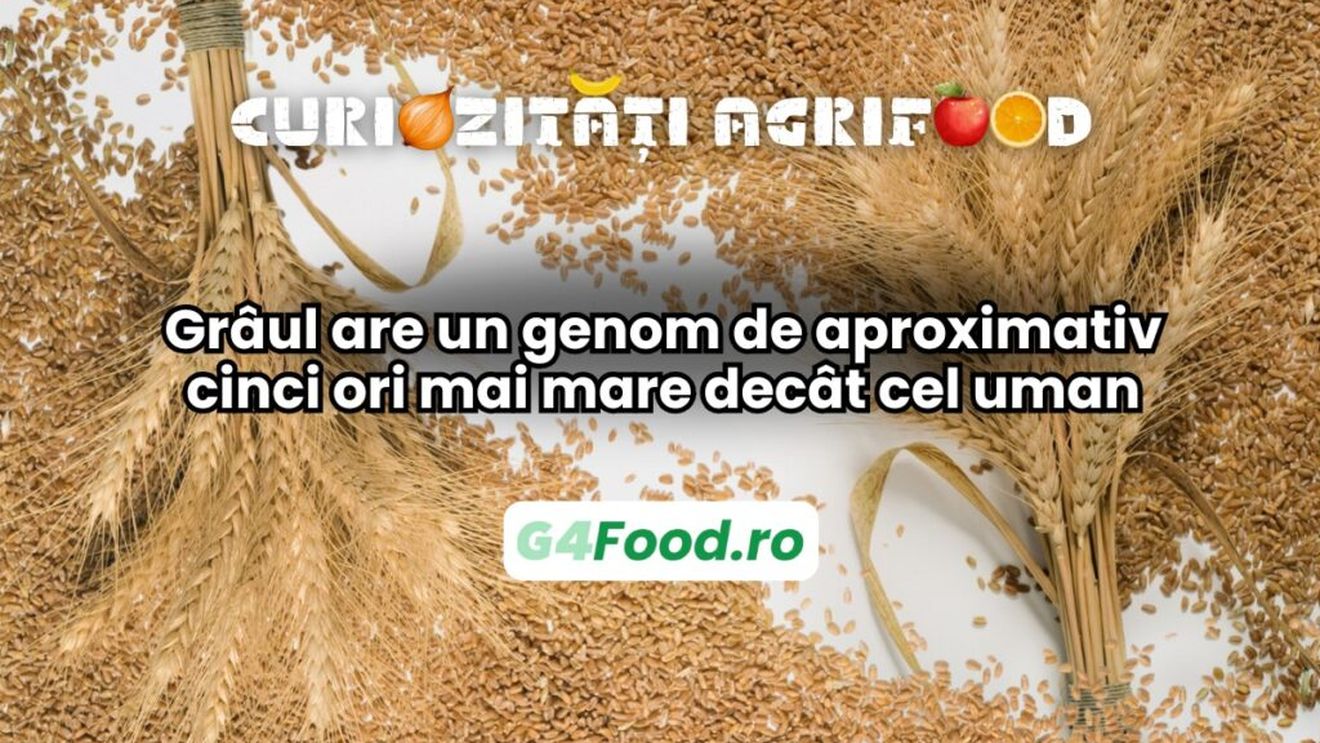 Curiozități agri-food 14 februarie: Grâul are un genom de aproximativ cinci ori mai mare decât cel uman