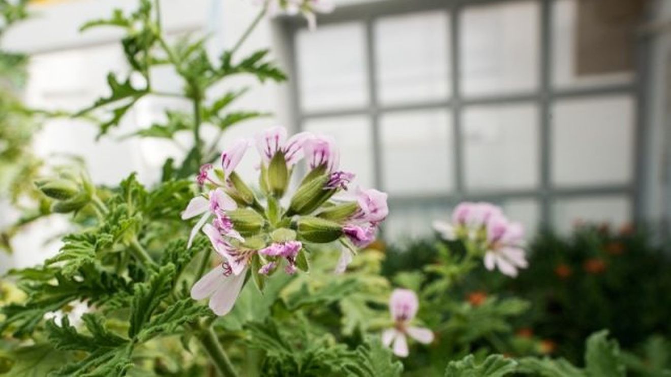 România a pierdut 74 specii de plante, dar are 1.253 de specii rare. Între ele sunt plante medicinale