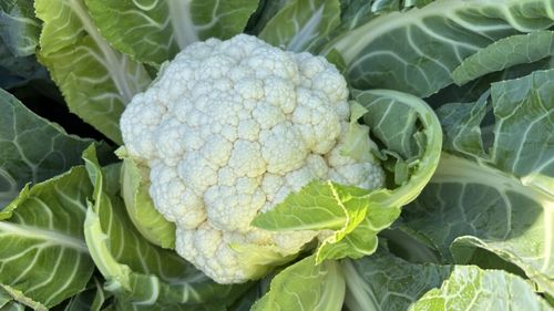 Valoarea nutrițională a legumelor crucifere ( varza, conopida, napi, ridichi ): sunt bogate în vitamine, minerale și fibre/Consumul regulat este asociat cu o reducere a riscului de boli cardiovasculare - Tania Fântână, nutriționist G4Food