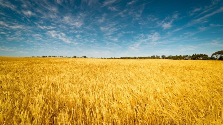 Culoarele pentru exportul sau tranzitul de produse agricole, incluse în Declarație Comună a președinților României și Ucrainei, privind stabilirea unui Parteneriat Strategic între România și Ucraina