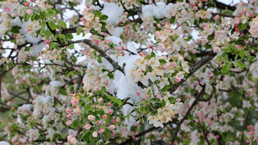 Pomicultorii afectați de seceta de anul trecut vor primi câte 10.000 de lei pentru fiecare hectar