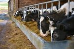 POLITICO | Schimbare de paradigmă la Bruxelles: Comisia Europeană declară zootehnia „infrastructură strategică”. Animalele de fermă devin o miză de securitate alimentară și geopolitică