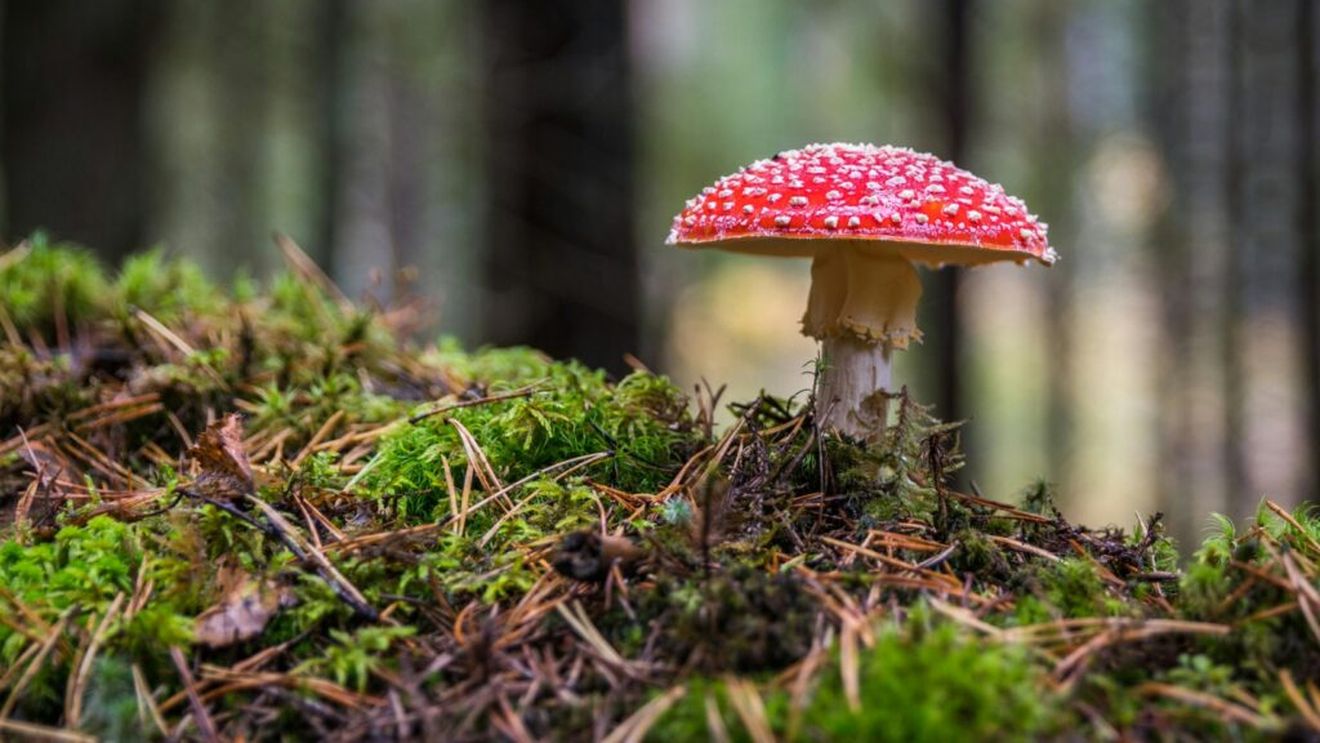 Buzău: 20 de persoane s-au intoxicat cu ciuperci pe care le-ar fi cumpărat de pe marginea drumului