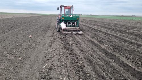 Fermierul Emilian Burlacu lansează noul sezon al culturii de usturoi, în câmpia Râmnicelului: „Avem o mașină de semănat, ne ajută foarte mult”