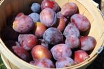 România produce cele mai multe prune din Europa, dar aproape 80% din recoltă ajunge la distilerii: „Pomicultura s-a fragmentat foarte mult în ultimii ani, au apărut foarte multe ferme mici”