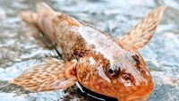 Aspretele, fosila vie din râul Vâslan, tot mai vulnerabil / Peștele contemporan cu ultimii dinozauri mai trăiește pe o lungime de râu de doar 450 de metri / Poluarea, barierele și debitul scăzut pun presiune pe specie