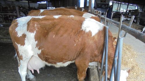 Piața laptelui și a produselor lactate: Uniunea Europeană acoperă peste 50% din exporturi la nivel mondial; care sunt primele 15 state exportatoare