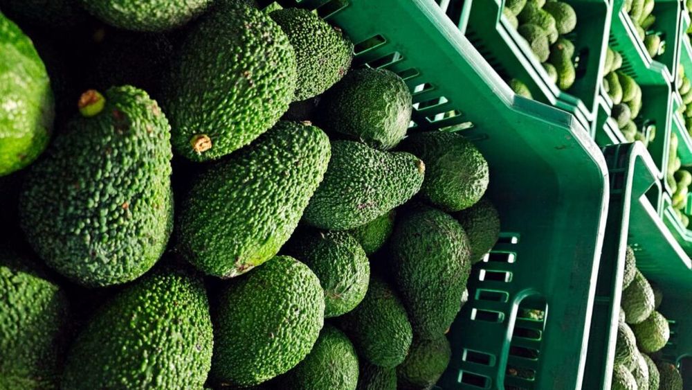Sicilia este cel mai mare producător de avocado din Europa. Schimbările climatice mai mult strică decât ajută culturile de fructe tropicale
