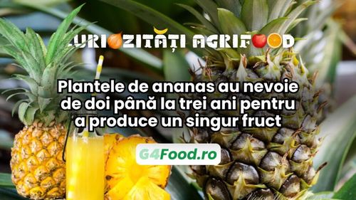 Curiozități agri-food 12 decembrie: Plantele de ananas au nevoie de doi până la trei ani pentru a produce un singur fruct
