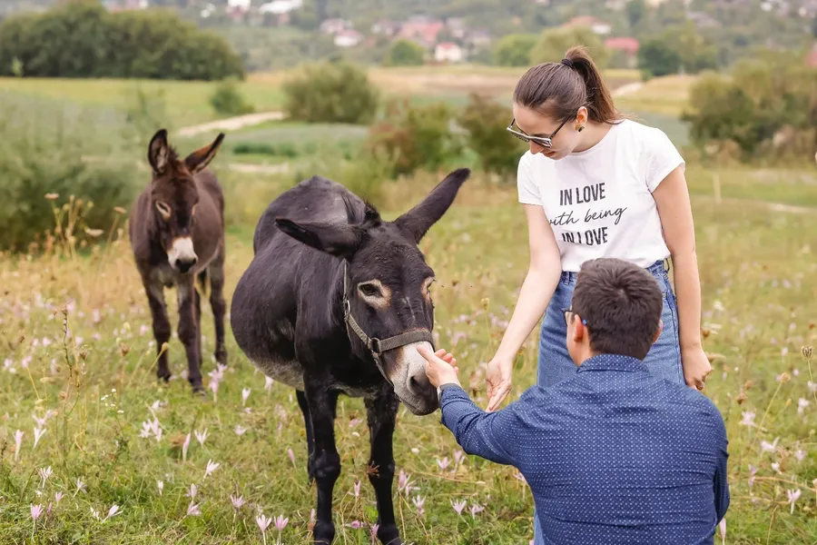 Cătălin Moga, ferma de magarite, lapte, maramures