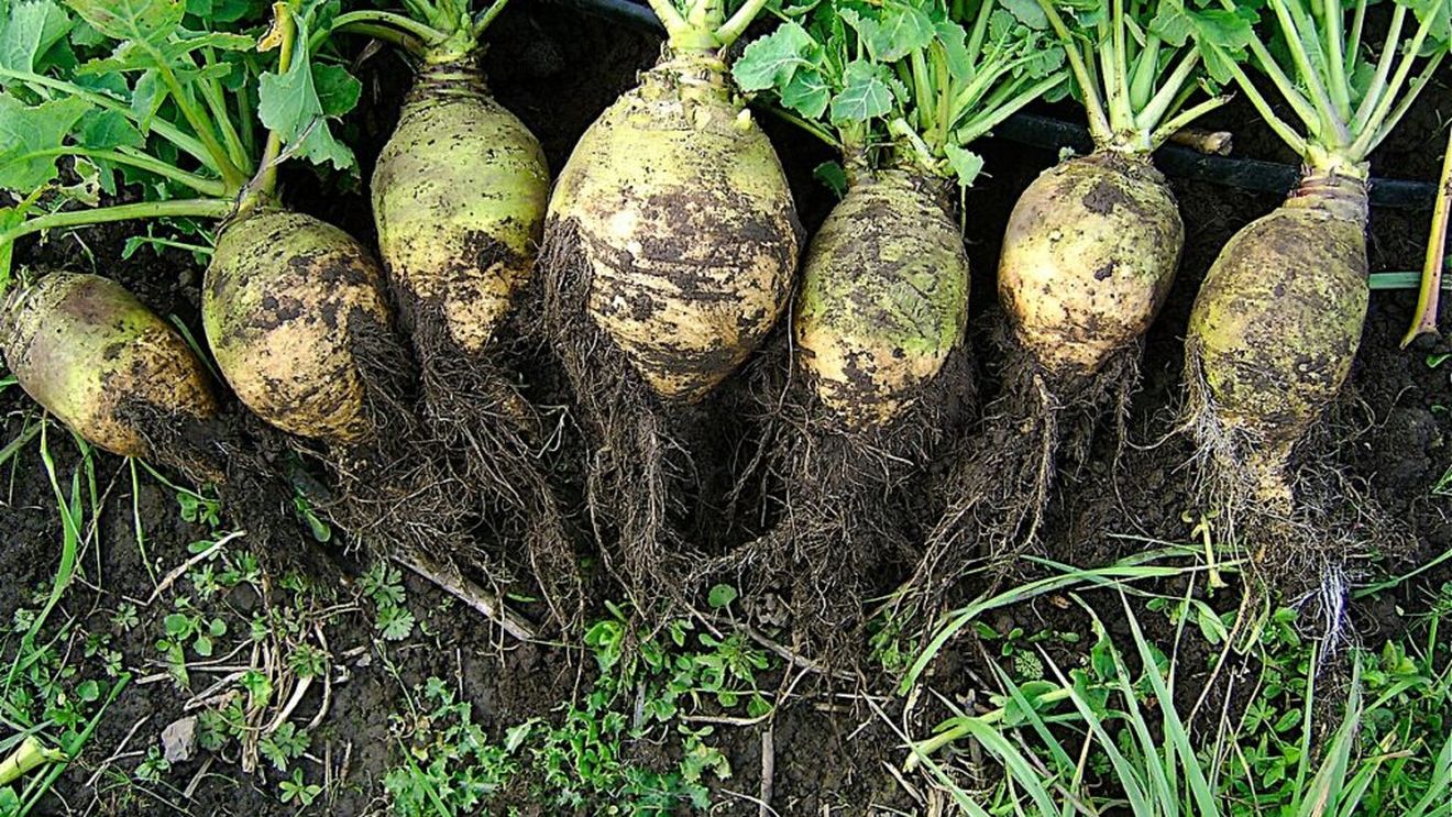 Ce este „brozba”? Considerată leguma viitorului, aceasta este cultivată de câteva comunități din Banat / Producător de legume bio: „Din fericire, nicio companie nu a dezvoltat încă vreun produs de tip ierbicid pentru această plantă, fapt care îmi lasă o fărâmă de speranţă pentru viitorul alimentar al omenirii!”