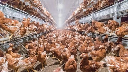 Compania braziliană Global Eggs cumpără Hillandale Farms, unul dintre cei mai mari furnizori de ouă de găină din SUA, într-o tranzacție de peste 1 miliard de dolari