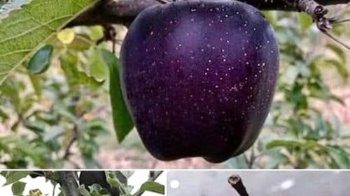 Un soi rar de mere: Black Diamond Apples sunt cultivate în zona Tibetului și se vând la un preț foarte ridicat