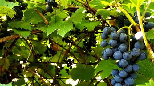 Criza vinului european: Comisia Europeană propune mai multe măsuri pentru a proteja sectorul de scăderea cererii și de amenințarea unor noi tarife impuse de administrația Trump