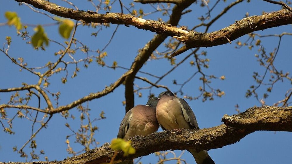 STUDIU | Impactul neonicotinoidelor asupra păsărilor insectivore/ Revirimentul nu este cel sperat după interzicerea acestor substanțe