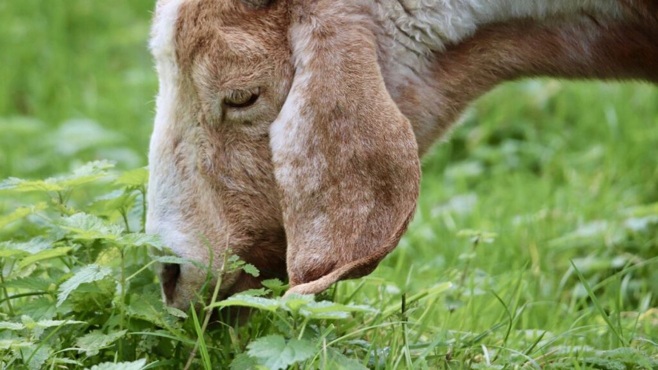 O localitate americană și-a curățat parcul de plante invazive cu ajutorul unei turme de capre