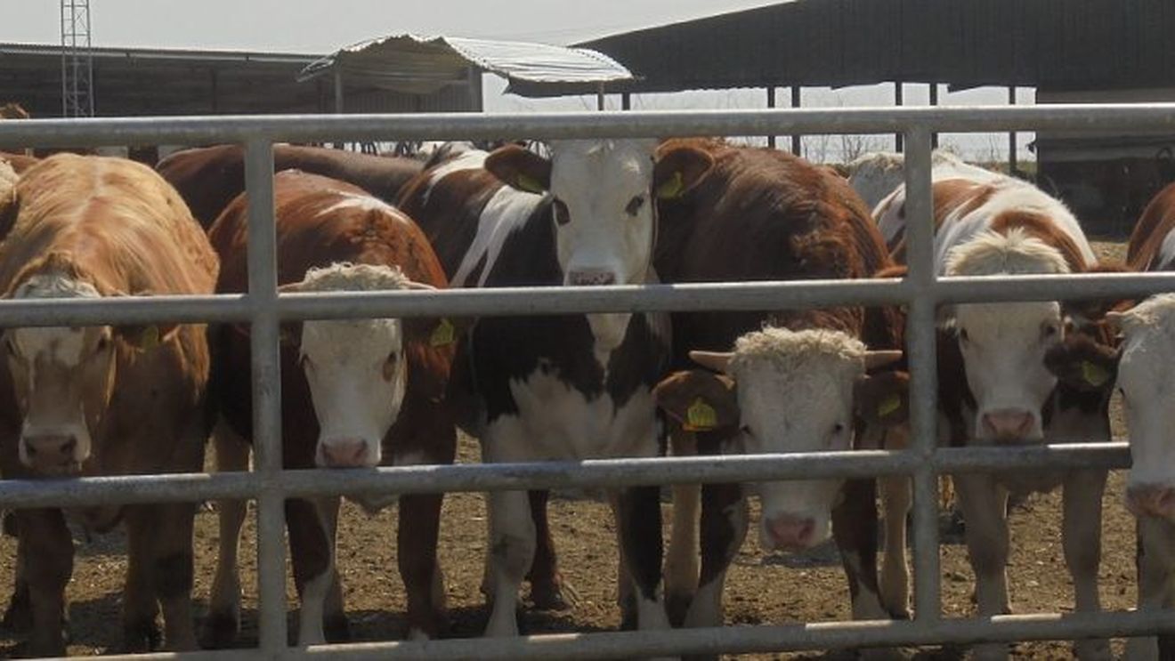 230,7 tone de antibiotice vândute în 2018 sectorului zootehnic din România, locul șase din 31 de state europene