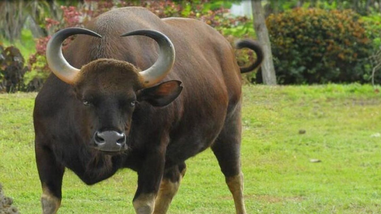 Festivalul San Fermin: Cel puţin şase alergători au fost răniţi luni în timpul primei curse cu tauri / Evenimentul se desfăşoară în acest oraş din regiunea spaniolă Navarra