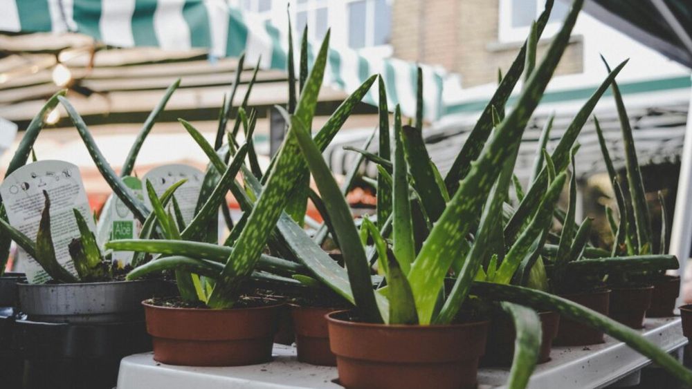 Nutriționistă: „Consumul unui păhărel de suc de aloe vera înainte de mese s-a dovedit că ameliorează refluxul și protejează mucoasa gastrică, acționând ca un calmant natural”