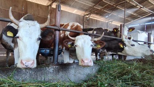ANAMOB: Tehnologia IoT poate ajuta fermele mici să devină mai reziliente în fața schimbărilor climatice / Sistem inteligent pentru monitorizarea în timp real a bunăstării animalelor