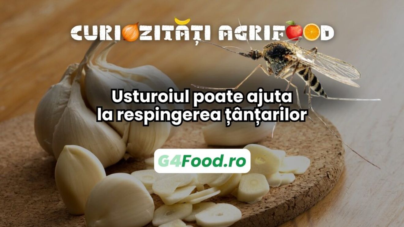 Curiozități agri-food 19 februarie: Usturoiul poate ajuta la respingerea țânțarilor / Consumarea lui modifică ușor mirosul pielii, descurajând insectele