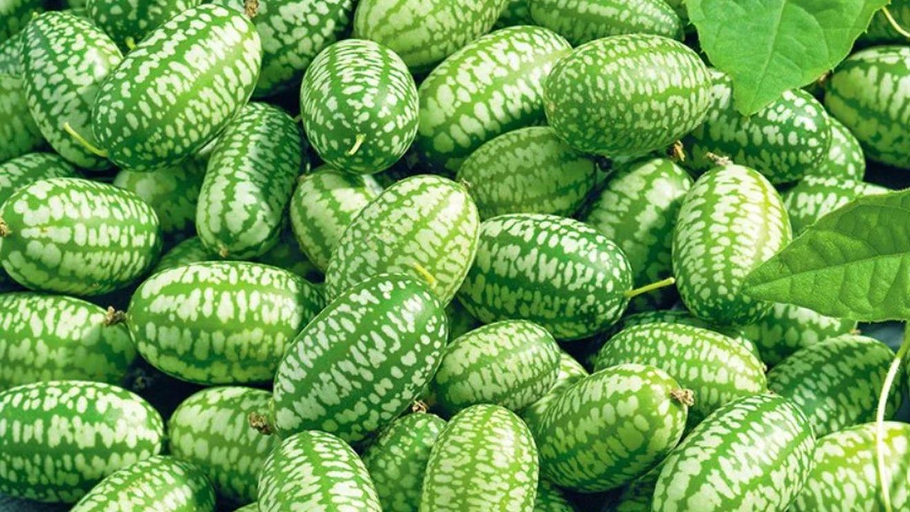 Apare o legumă nouă în grădinile românilor. Stațiunea de Cercetare Buzău va vinde din primăvară răsaduri de castraveți mexicani