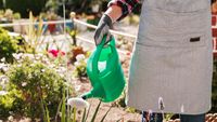 Cum își udă grădinile britanicii, după interdicția de a folosi furtunurile racordate la rețeaua de apă / Metodele permise care ajută plantele să supraviețuiască