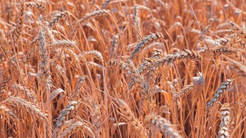 Noi provocări pentru agricultori: Temperaturile ridicate și umiditatea pot afecta culturile de grâu / Fusarioza revine în atenția fermierilor