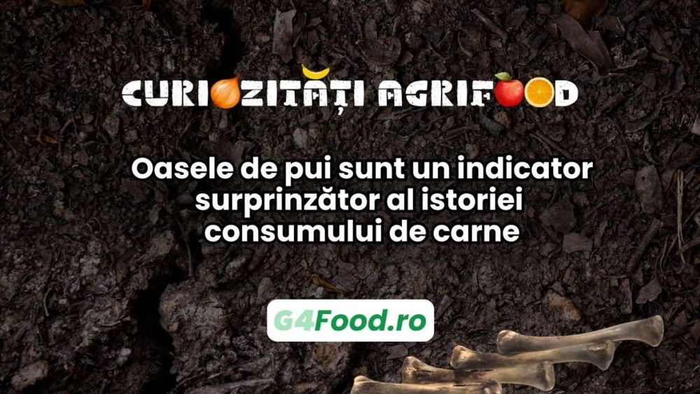Curiozitate agri-food: Oasele de pui sunt un indicator surprinzător al istoriei consumului de carne