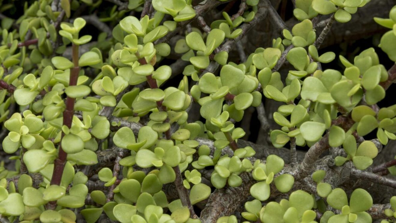 Cum faci un pesto de iarbă grasă? Tot ce nu știai despre Portulaca, pe care toți o iau drept buruiană, o elimină din grădină și o aruncă deși e plină de proprietăți