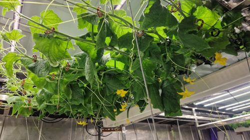 Vând castraveți la bulgari? Nu, la cehi! ”500 de kg pe săptămână”