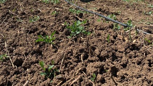 După ce a muncit câțiva ani în fermele italienilor, un tânăr din județul Olt cultivă sparanghel în satul lui și vinde recolta unor clienți din București