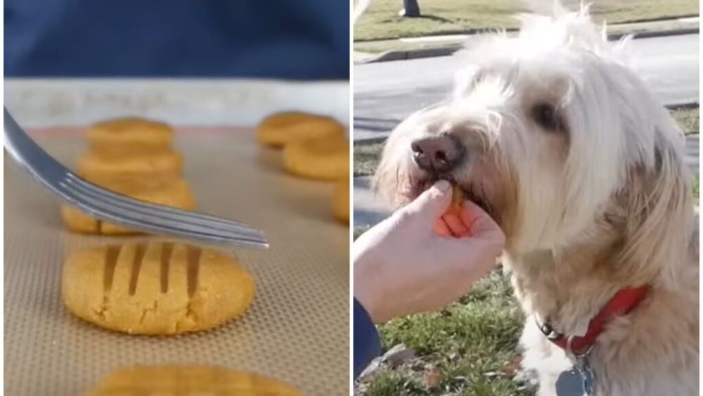 Rețetă de biscuiți moi pentru căței. O recompensă gustoasă și sănătoasă pe care o poți face în casă din 6 ingrediente / Preparat ideal pentru cățeii mai în vârstă, cărora nu le plac bunătățile crocante